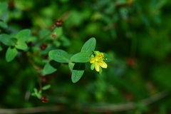 Hypericum taihezanense