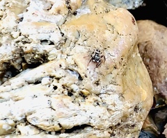 Anasaitis canosa