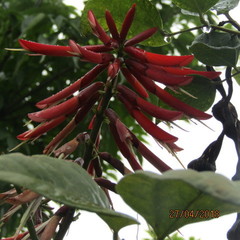 Erythrina rubrinervia