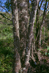 Dasyphyllum tomentosum