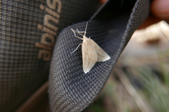 Aspitates collinaria