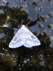 Philtraea elegantaria