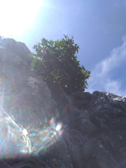 Malva assurgentiflora glabra