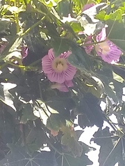 Malva assurgentiflora glabra