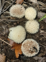 Lycoperdon pulcherrimum