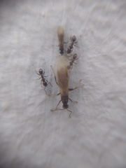 Formicidae