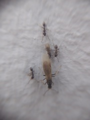 Formicidae