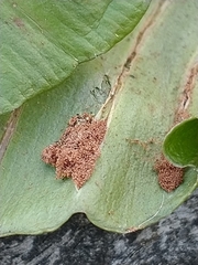 Psychoides filicivora