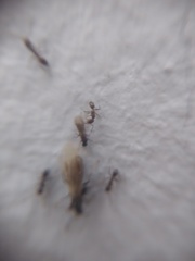 Formicidae
