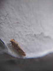 Tineidae