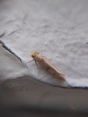 Tineidae