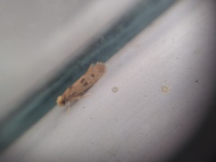 Tineidae