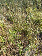 Sideroxylon reclinatum