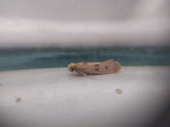 Tineidae