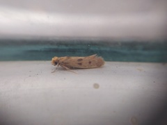Tineidae