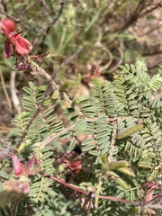 Indigofera comosa