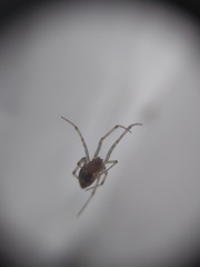 Theridiidae