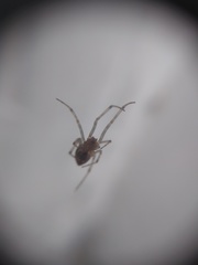 Theridiidae
