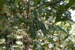 Aceria barbujanae