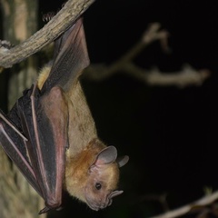 Artibeus fraterculus