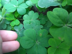 Oxalis
