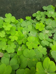 Oxalis