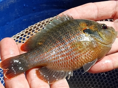 Lepomis miniatus