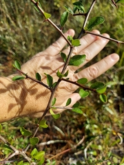 Sideroxylon reclinatum