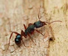Rhytidoponera aspera