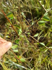 Sideroxylon reclinatum