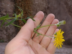 Sonchus
