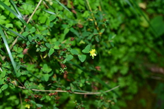 Hypericum taihezanense