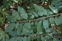 Prunus lusitanica hixa