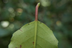 Prunus lusitanica hixa
