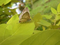 Catochrysops panormus exiguus