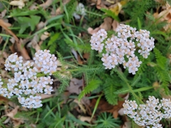 Achillea millefolium borealis