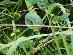 Vigna reflexopilosa