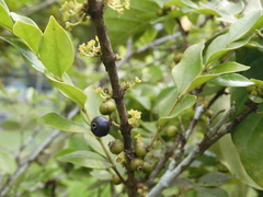 Memecylon pauciflorum