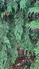 Cupressus nootkatensis