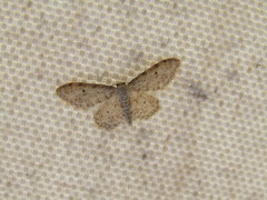 Idaea camparia