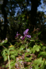 Geranium reuteri image