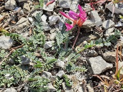 Astragalus buschiorum