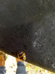 Harmonia axyridis