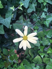 Senecio macroglossus