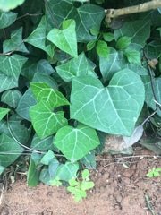 Senecio macroglossus