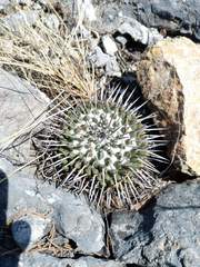 Mammillaria amajacensis