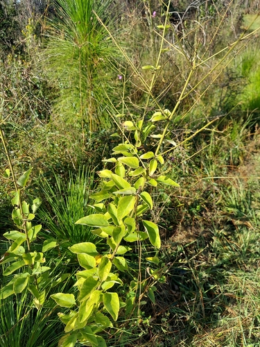 Image of Desmodium viridiflorum by (c) Athena Philips, some rights reserved (CC BY)