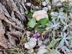 Viola somchetica