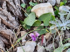 Viola somchetica