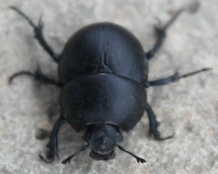 Thorectes intermedius